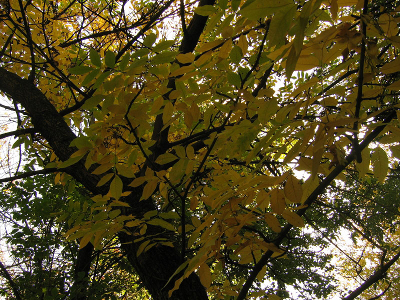 autumn_1.jpg