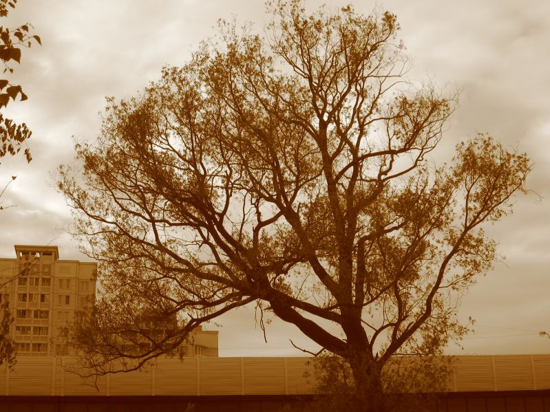 бутово-дерево в сепии 1.jpg