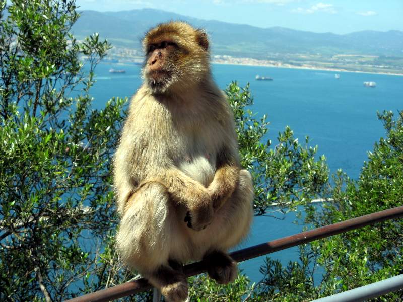 gibraltar_monkeys-big.jpg