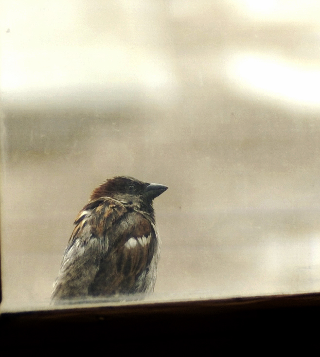 Jack-the-sparrow.jpg