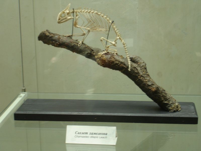 Скелет хамелеона