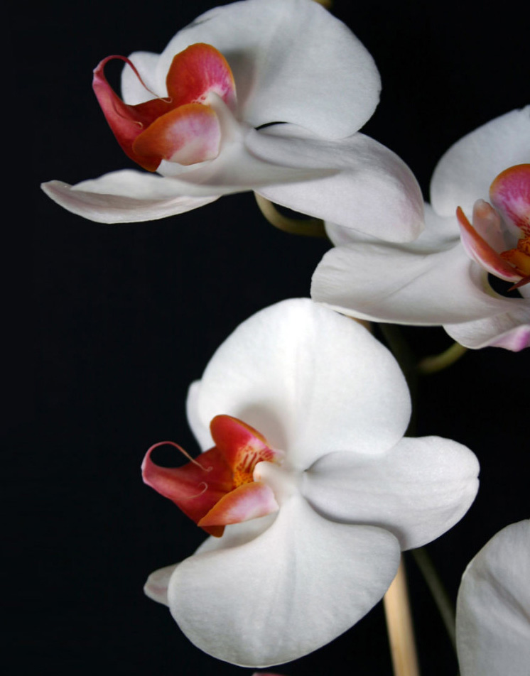Nature_Flowers_White_Orchid__Flo