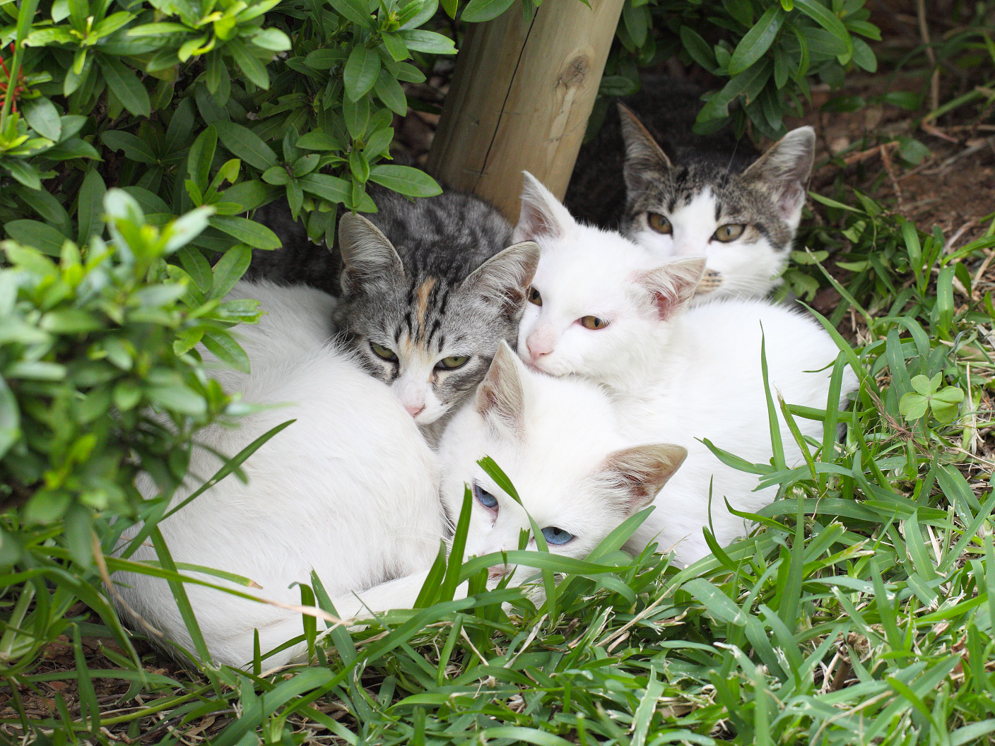 Окинавские котики