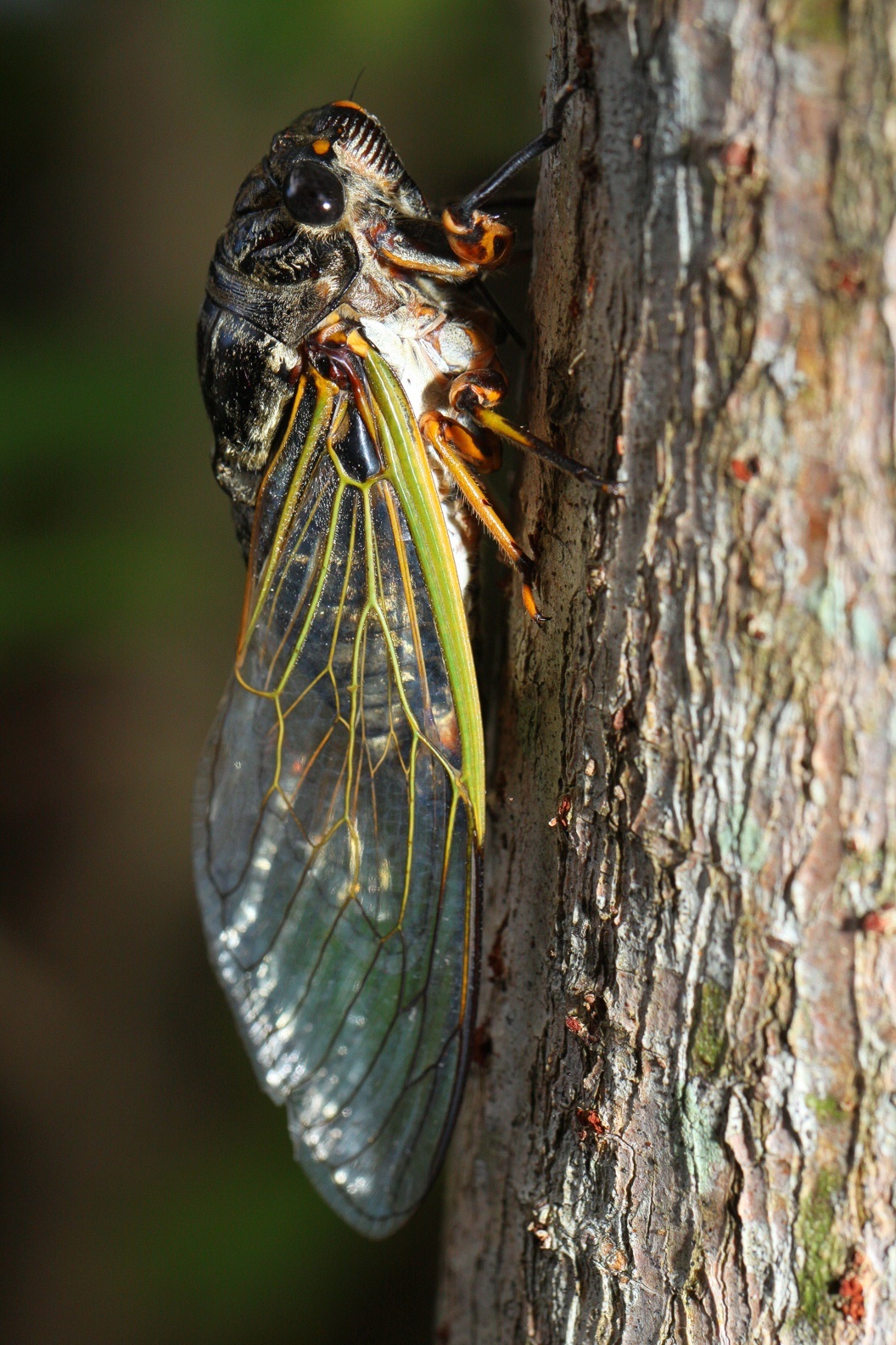 Обычная окинавская цикада