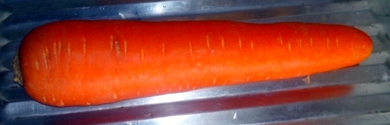 05_carrot.jpg
