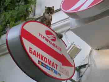 кошка севастопольская.jpg