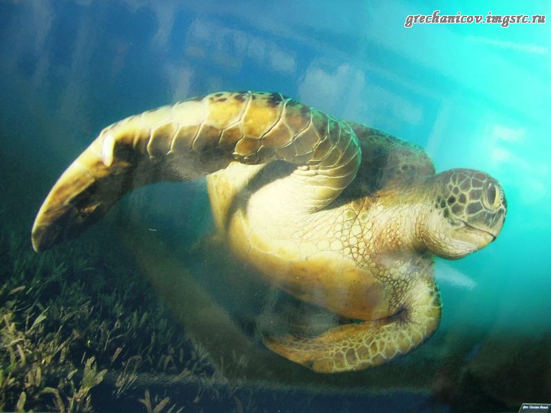 Морская черепаха. 007.jpg