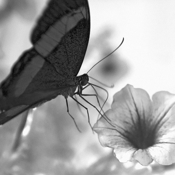 Black & White.jpg