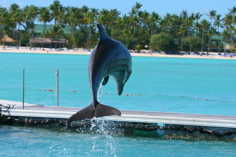 дельфин прыгает зачотна.JPG