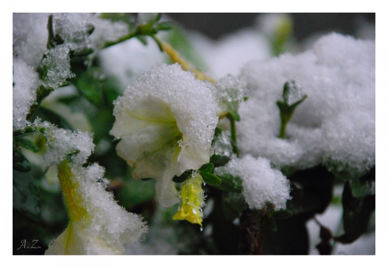 flower, snow4.jpg