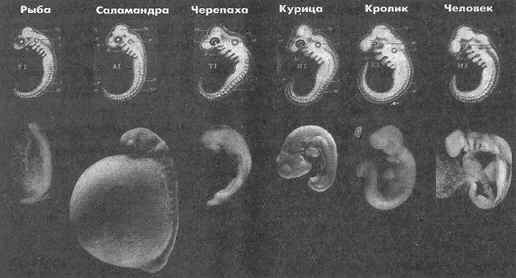 embrion.jpg