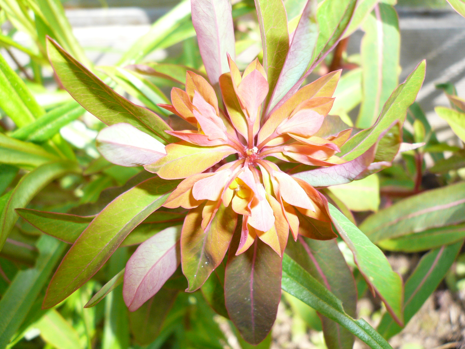 молочай огненный (Euphorbia grif