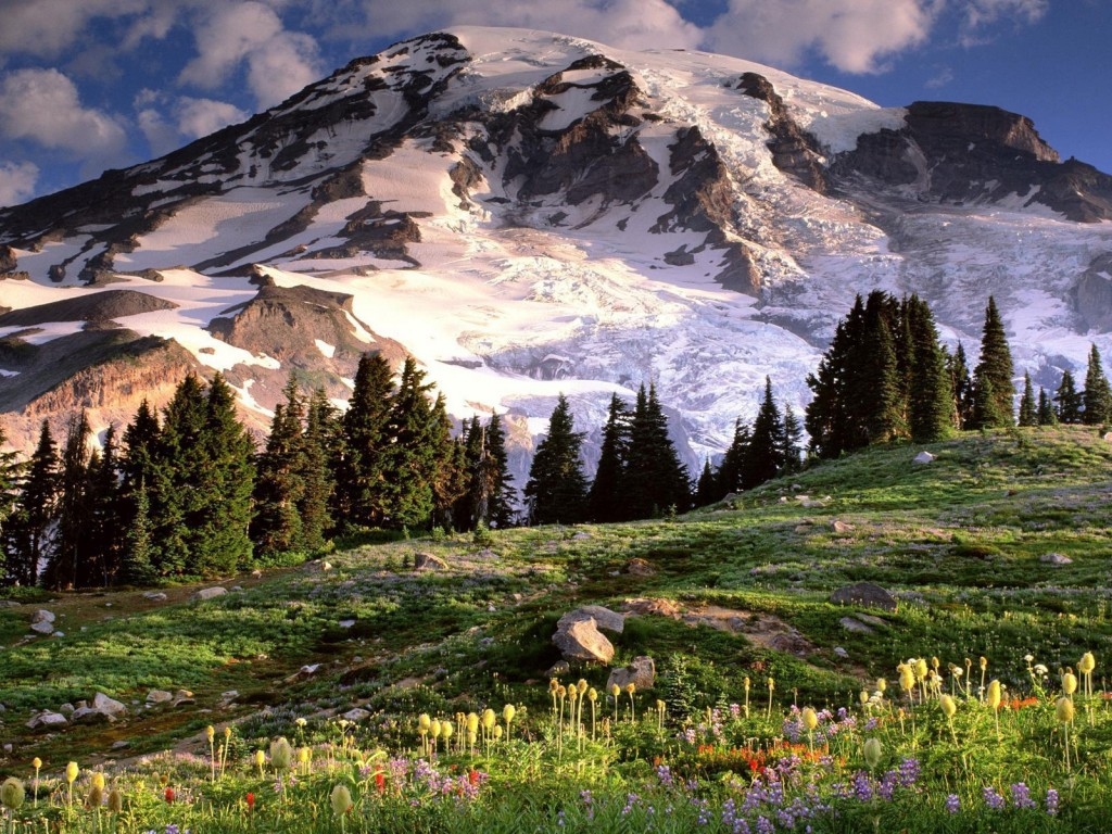 Blooming and Mount Rainier.JPG