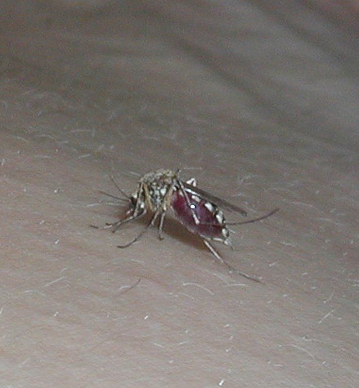 комар.jpg