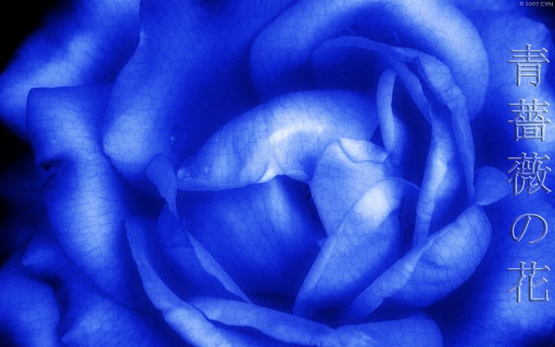 blue_roses_wallpaper.jpg