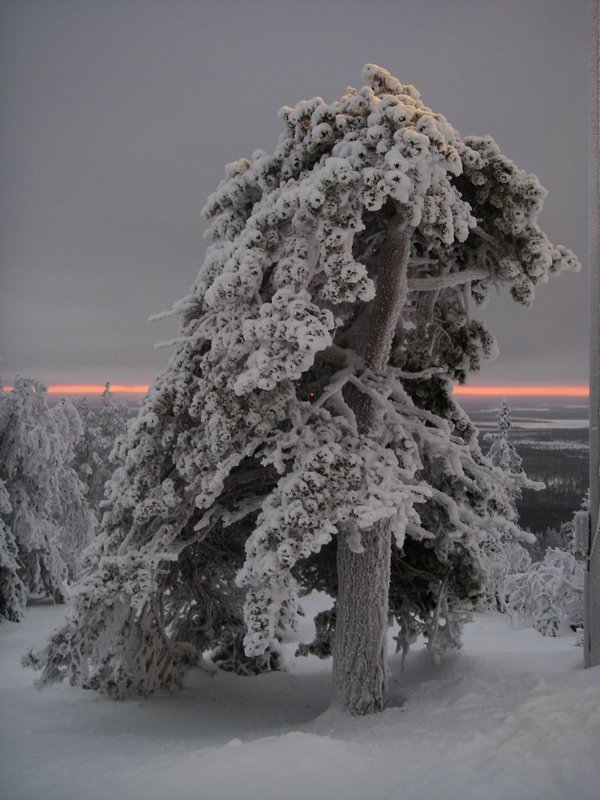снежная елка