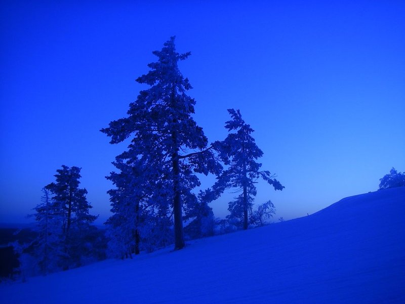 синие елки