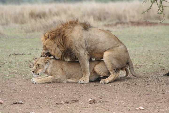 lions.jpg