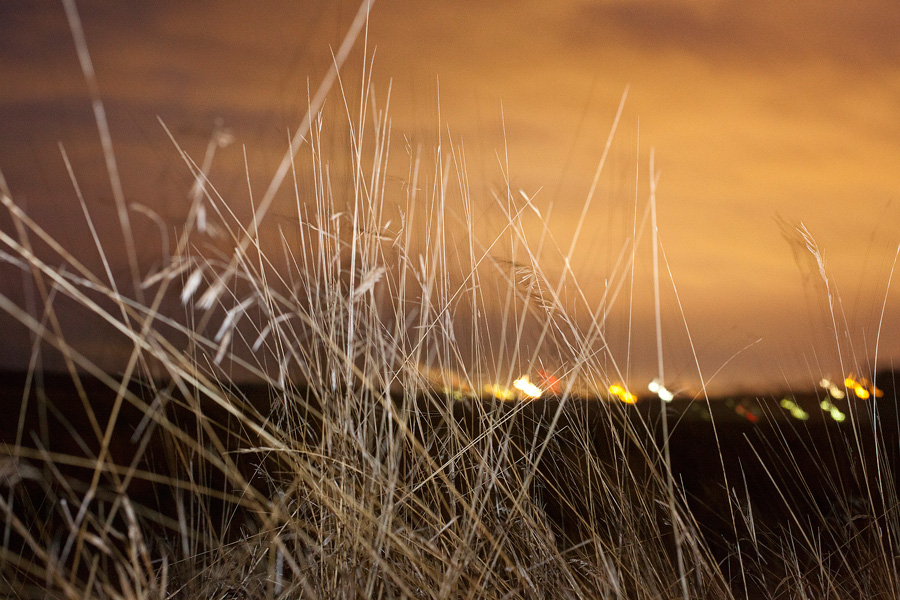 Katrin-Teri-grass-nightlight.jpg