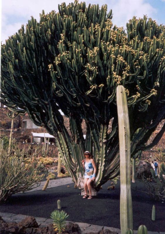 kaktus 2.jpg