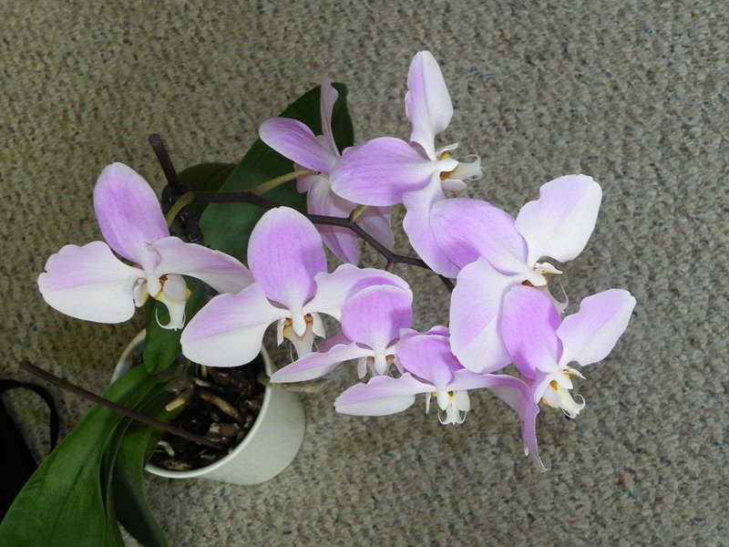 Зима 2013 Орхидея