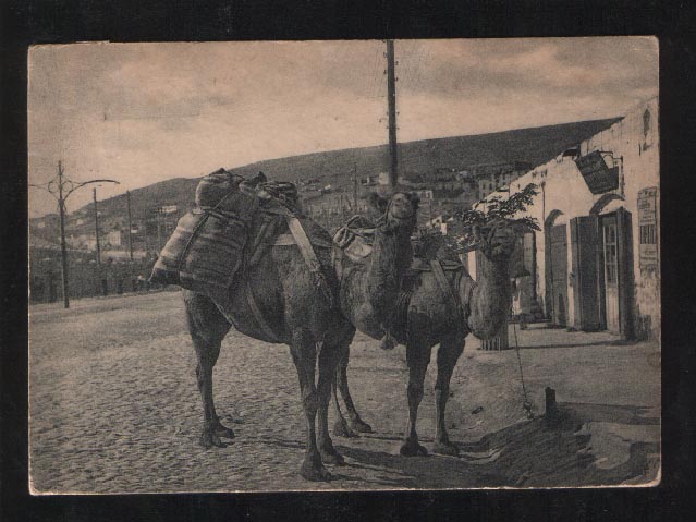 Camel1930.jpg