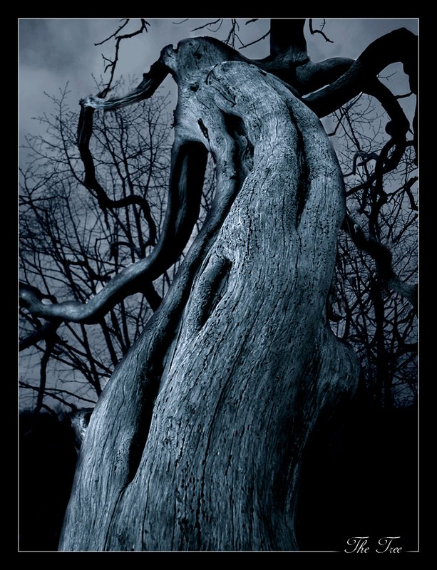 The_Dark_Tree_by_x_horizon.jpg