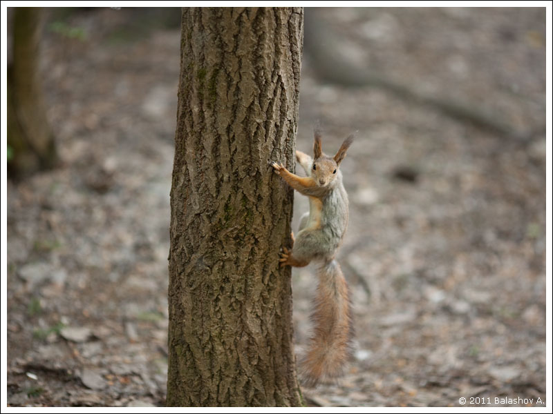 squirrel01.jpg