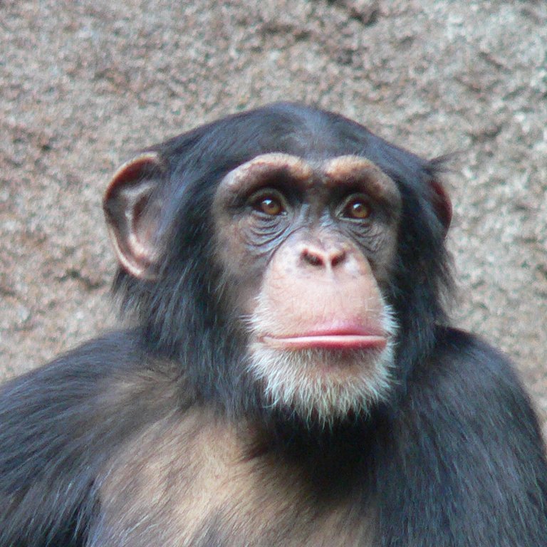 chimpanzee-animals-13168191-1001