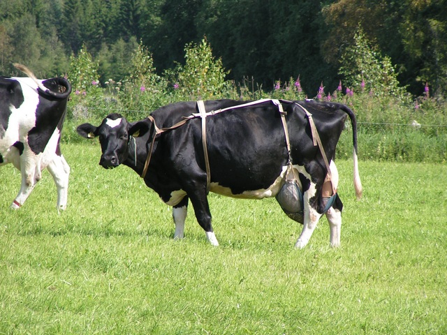 Корова в бюстгалтере.jpg