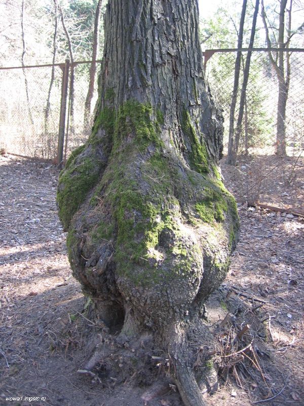 Беременное дерево