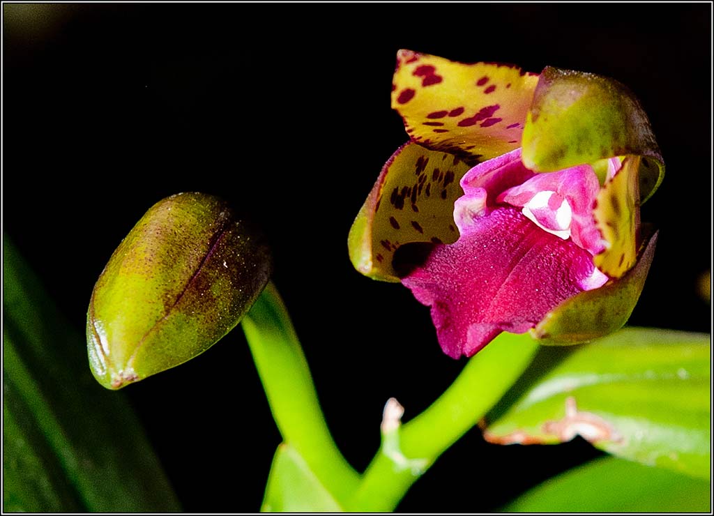 2011-11-20_22-03_DSC9003_Orchid.