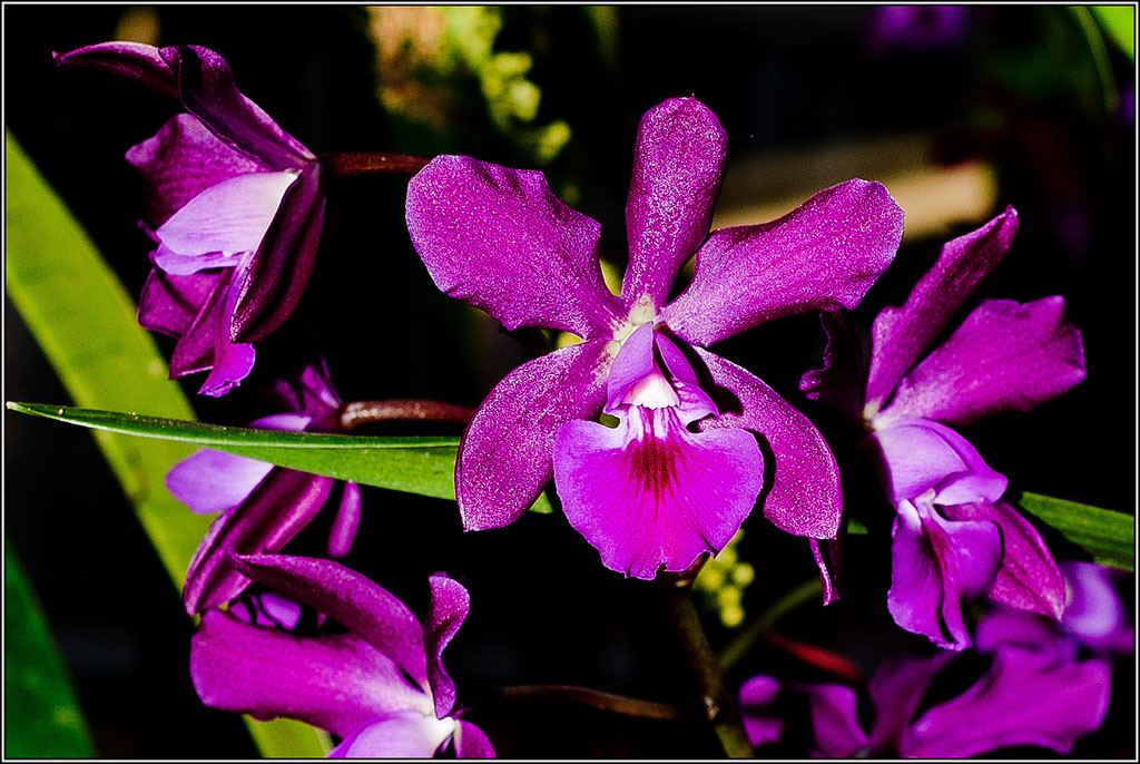2011-03-08_16-58_DSC4419_Orchids