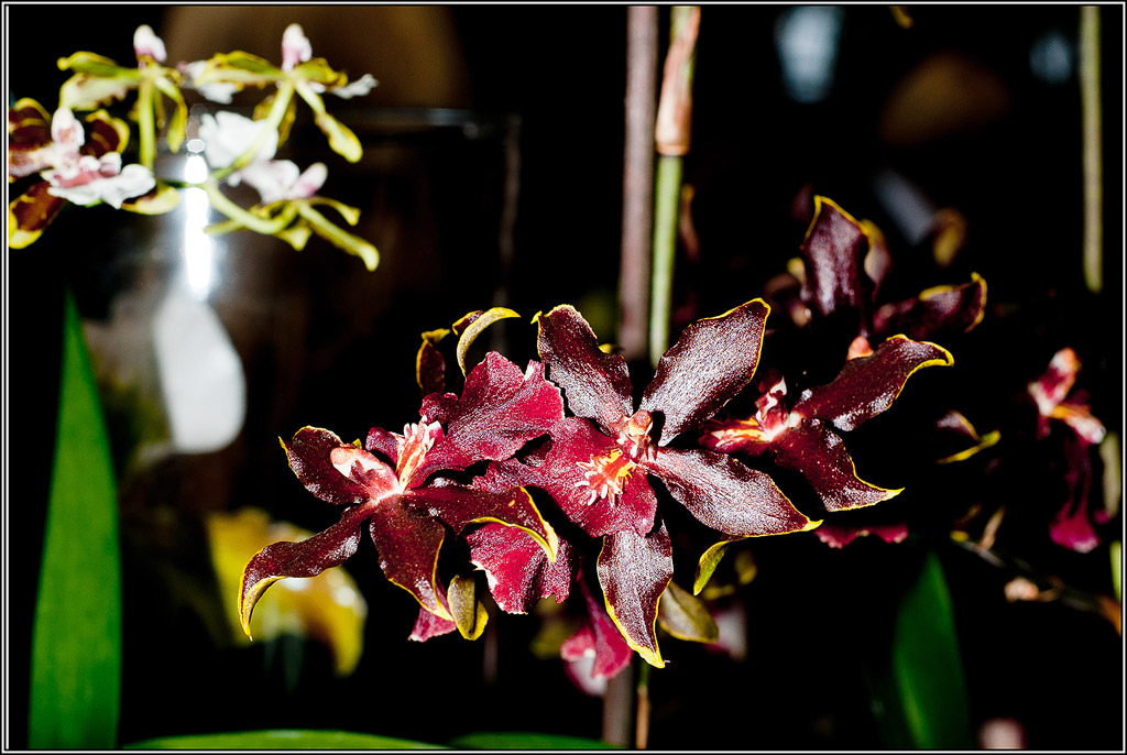 2011-03-08_17-01_DSC4427_orchids