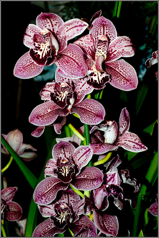 2011-03-08_17-13_DSC4448_Orchids