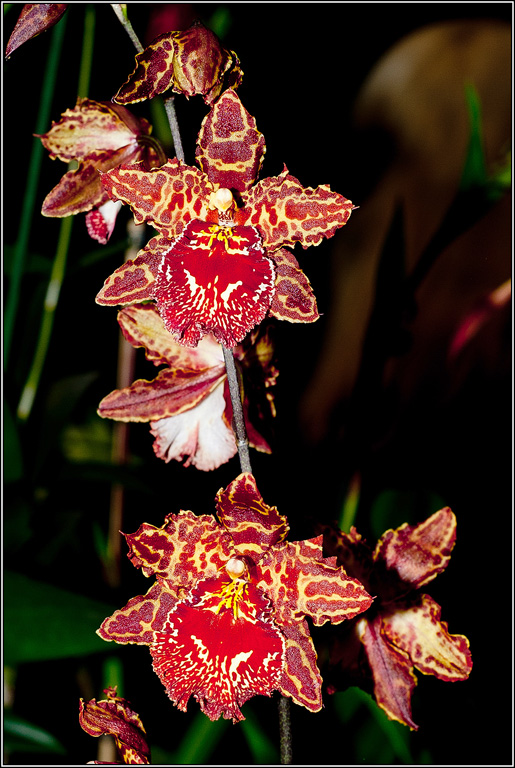 2011-03-08_17-02_DSC4428_orchids