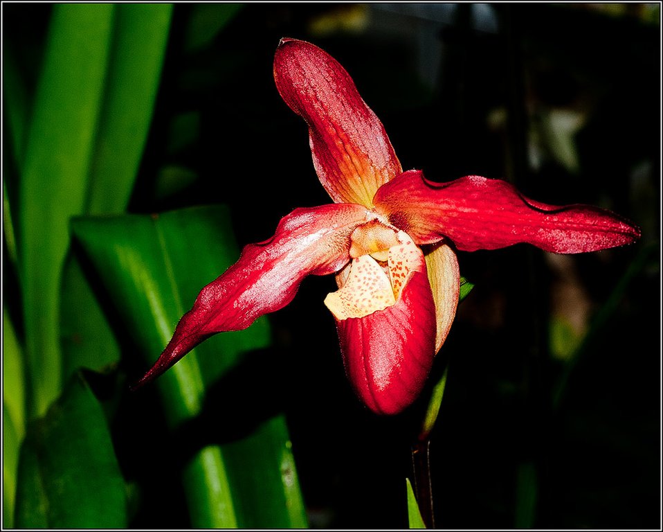 2011-03-08_16-57_DSC4416_Orchids