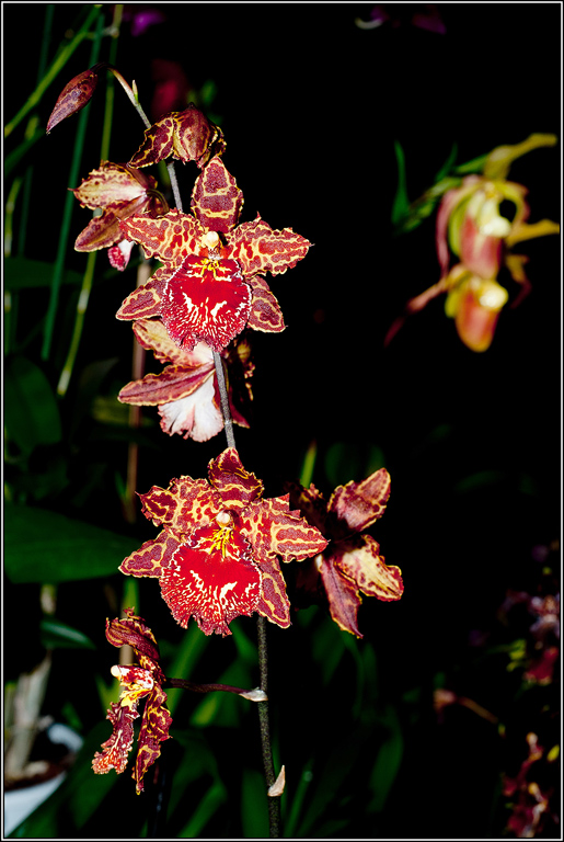 2011-03-08_17-02_DSC4429_orchids