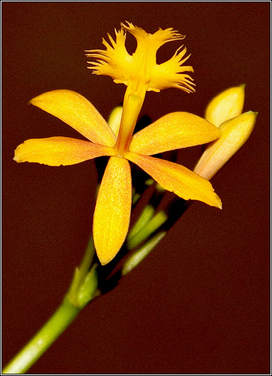 2010-03-22_21-10_L4043_Orchids.j