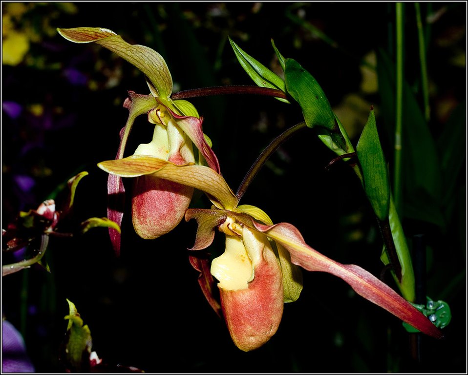 2011-03-08_17-03_DSC4431_orchids