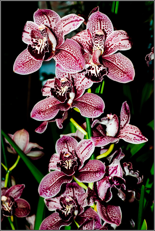2011-03-08_17-13_DSC4449_Orchids