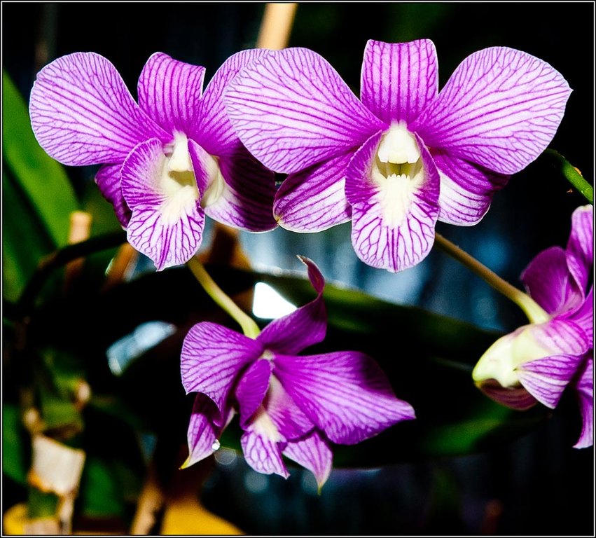 2011-11-20_22-08_DSC9017_Orchid.