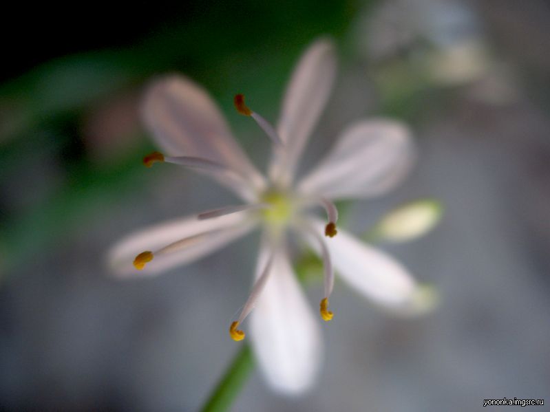 тычинки белого цветка.jpg