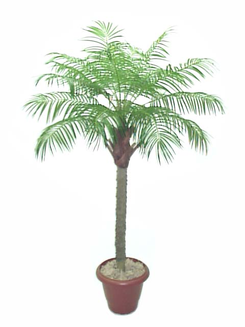 palmeira-fenix.jpg