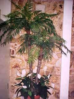 palmeira-phoenix-spathphilluns.j