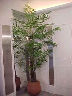 palmeira-areca.jpg