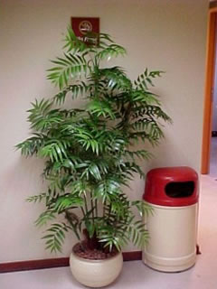 palmeira-bambu.jpg