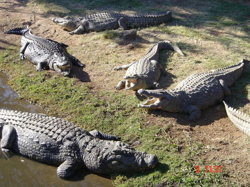 05-Семья крокодилья.JPG