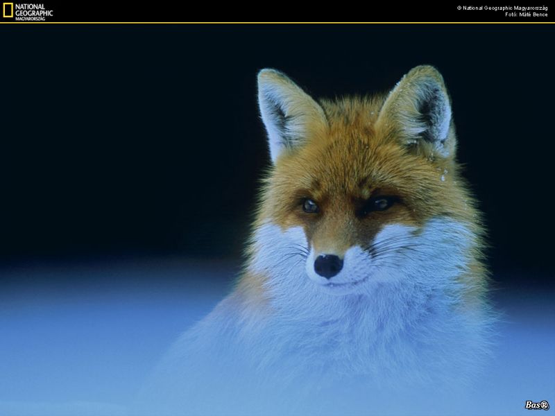Red Fox4.jpg