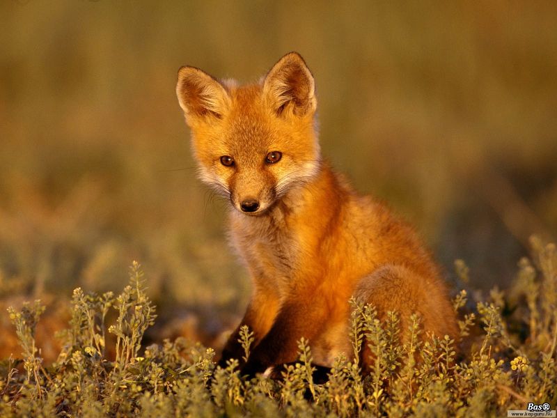 Red fox5.jpg
